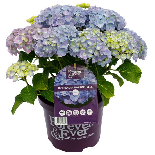 Hydrangea macrophylla 'Forever & Ever' - Blauw