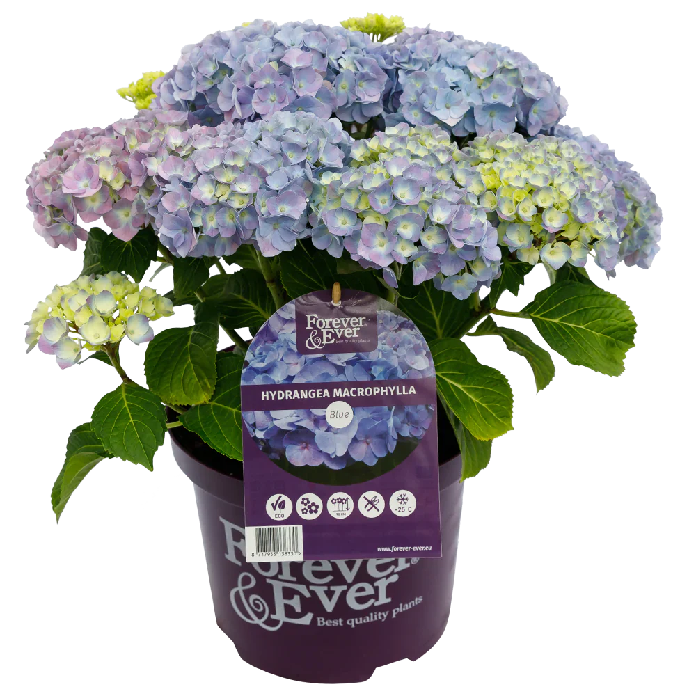 Blauwe Hortensia's - Pakket voor 1 vierkantemeter