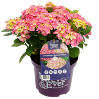 Hydrangea macrophylla 'Forever & Ever' - Roze