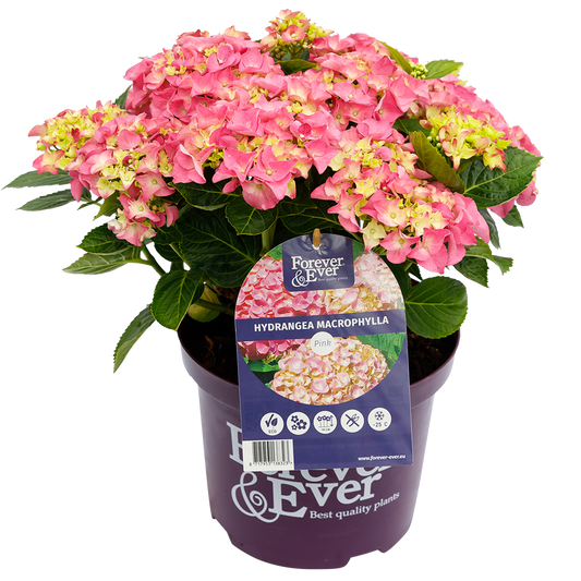 Hydrangea macrophylla 'Forever & Ever' - Roze