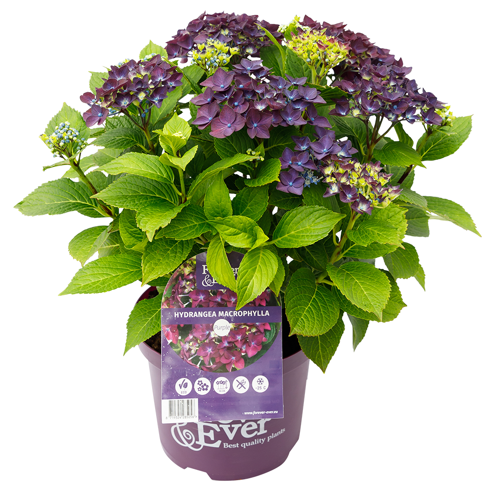 Hydrangea macrophylla 'Forever & Ever' - Paars