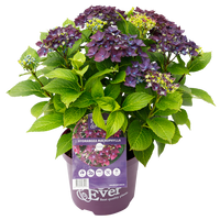 Hydrangea macrophylla 'Forever & Ever' - Paars