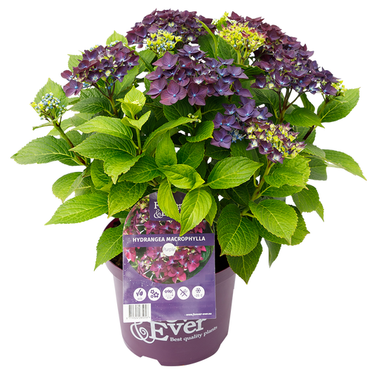 Hydrangea macrophylla 'Forever & Ever' - Paars