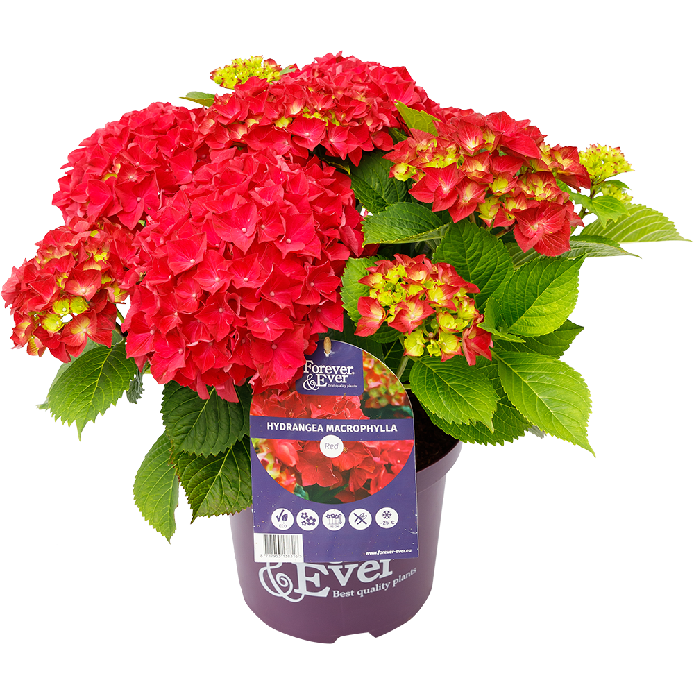 Hydrangea macrophylla 'Forever & Ever' - Rood