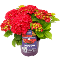 Hydrangea macrophylla 'Forever & Ever' - Rood