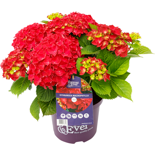 Hydrangea macrophylla 'Forever & Ever' - Rood