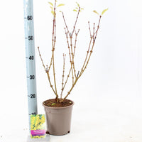 Forsythia intermedia 'Spectabilis' - Chinees klokje