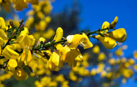 Cytisus (Scoparius Group) 'Jessica' - Brem