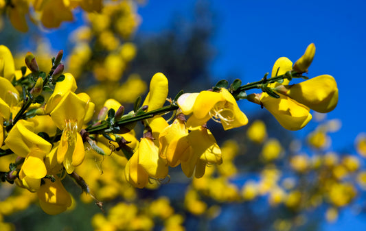 Vibrante gele bloemen met groene blaadjes tegen een helderblauwe lucht. Perfect voor decoratieve tuin- of binnenruimte-ontwerp.