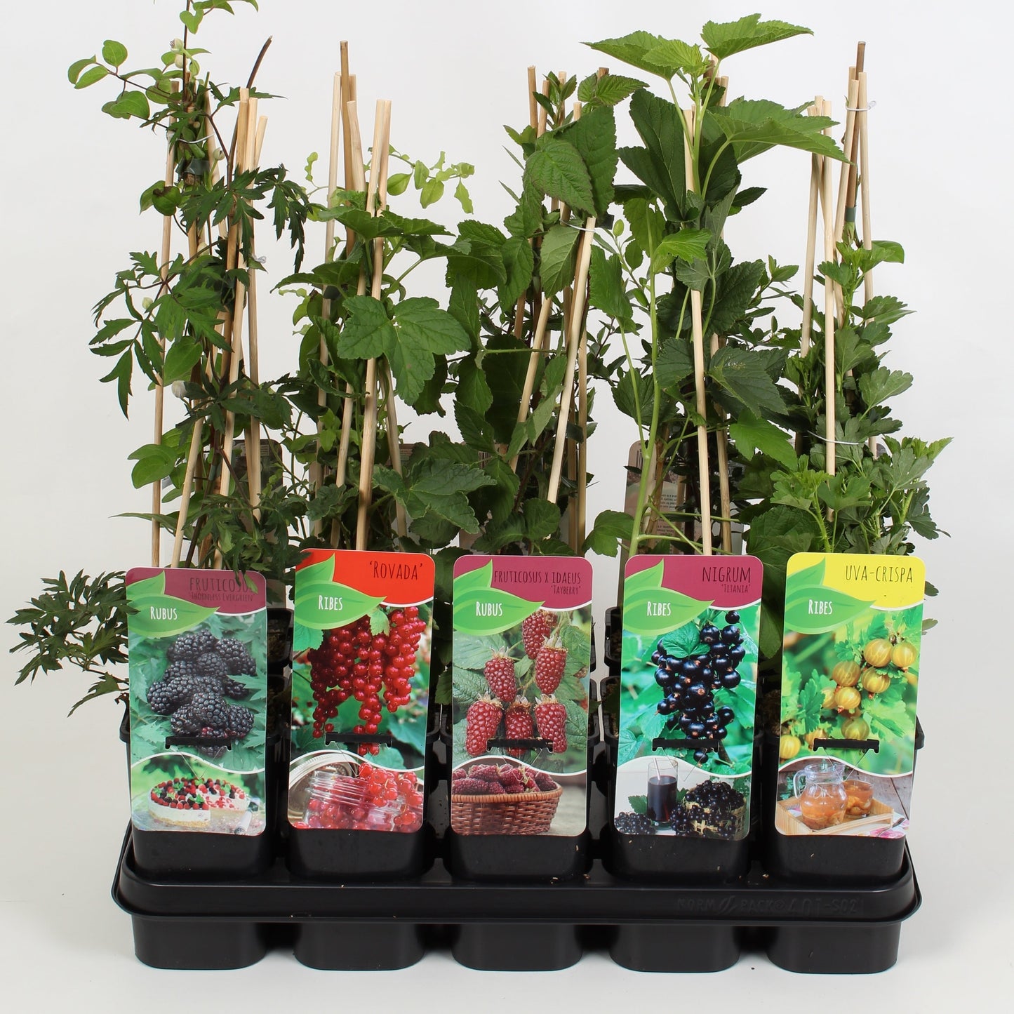 Klimfruit mix - Bessen, Bramen, Kiwi & Meer - Pakket van 10