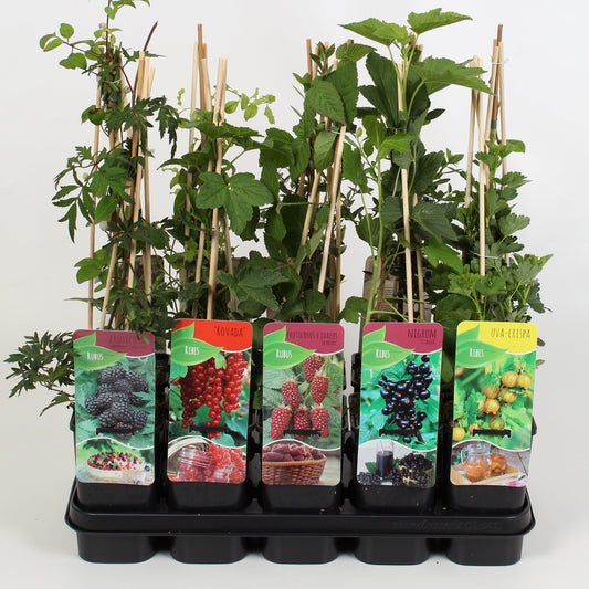 Klimfruit mix - Bessen, Bramen, Kiwi & Meer - Pakket van 10