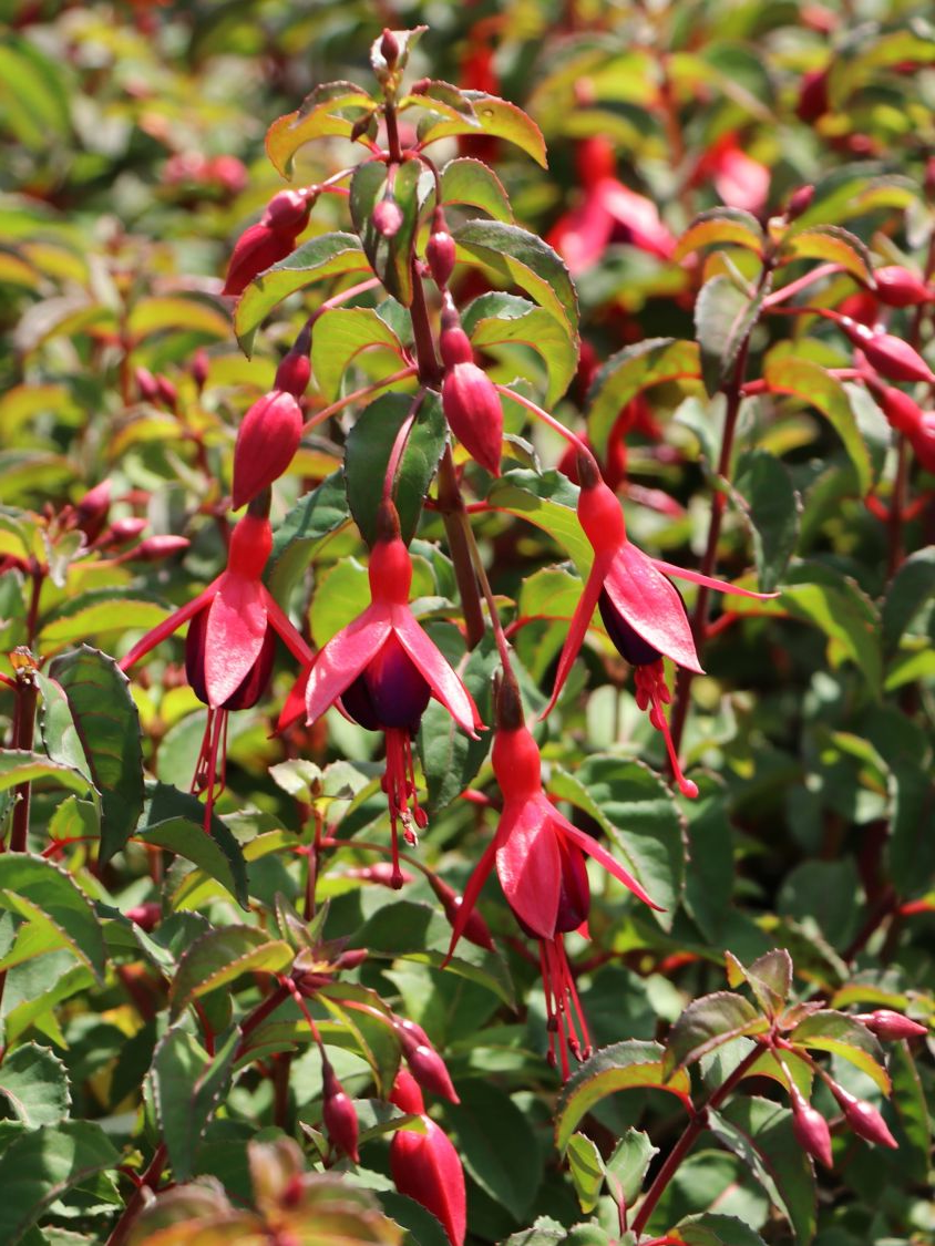 Fuchsia 'Mrs Popple' - Bellenplant