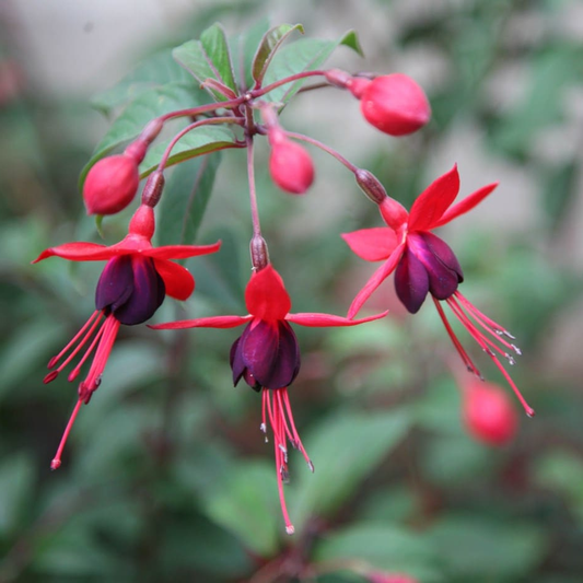 Fuchsia 'Mrs Popple' - Bellenplant