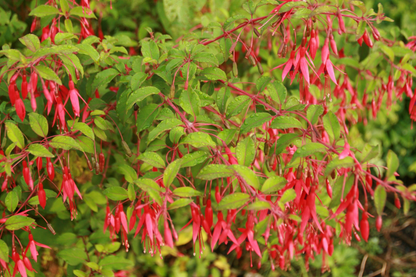 Fuchsia 'Riccartonii' - Bellenplant