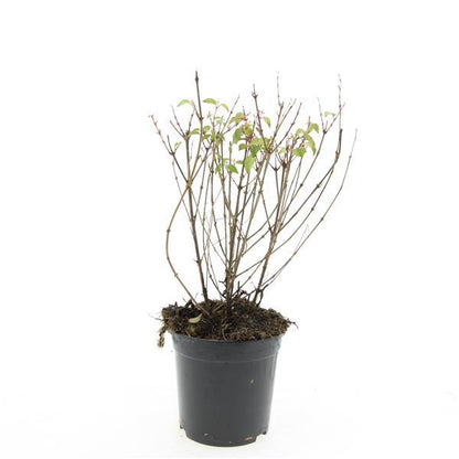 Fuchsia 'Riccartonii' - Bellenplant