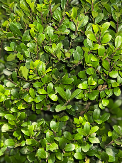 Ilex crenata 'Dark Green' - Japanse Hulst in kegelvorm