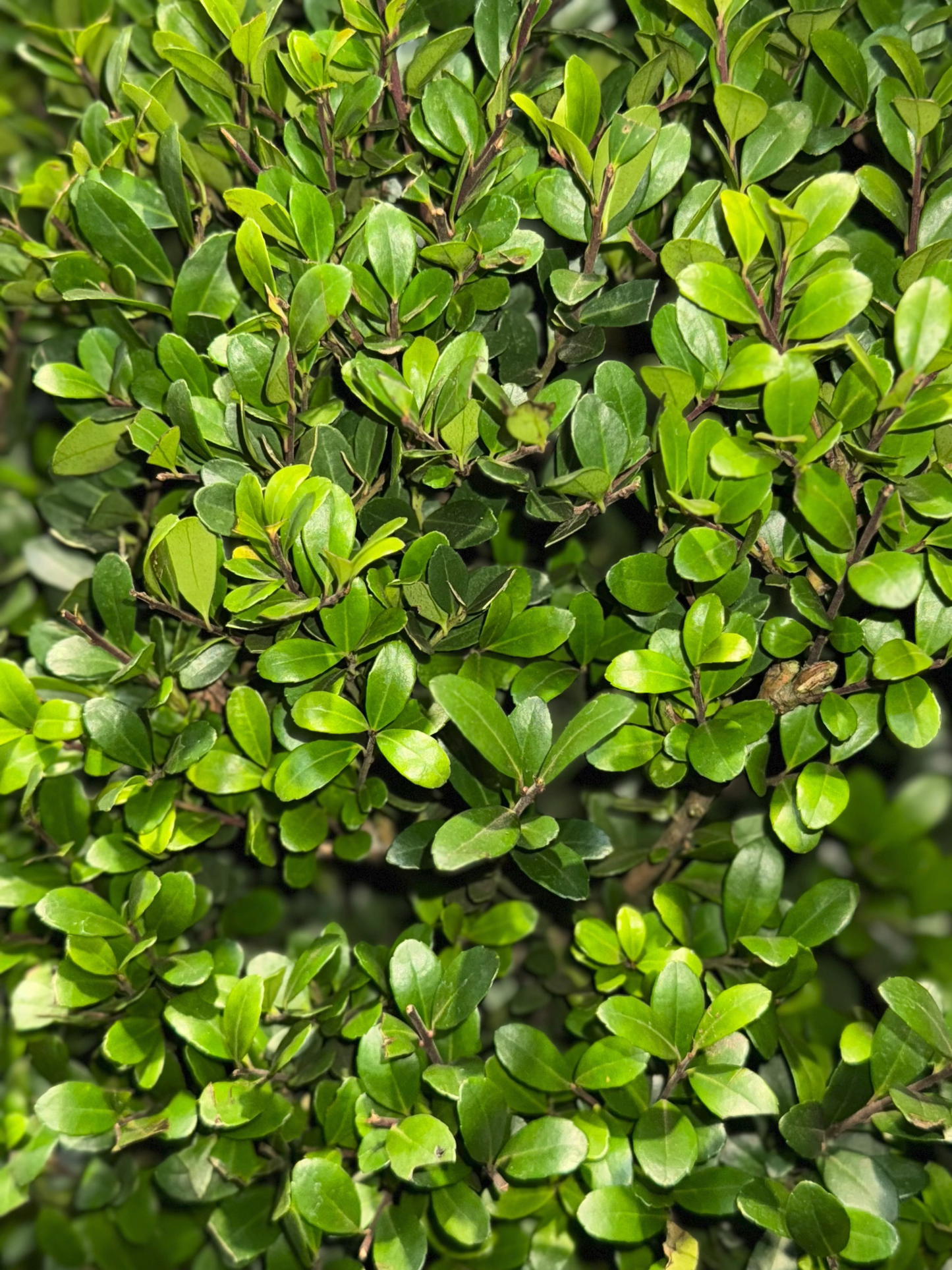 Ilex crenata 'Dark Green' - Japanse Hulst in bolvorm