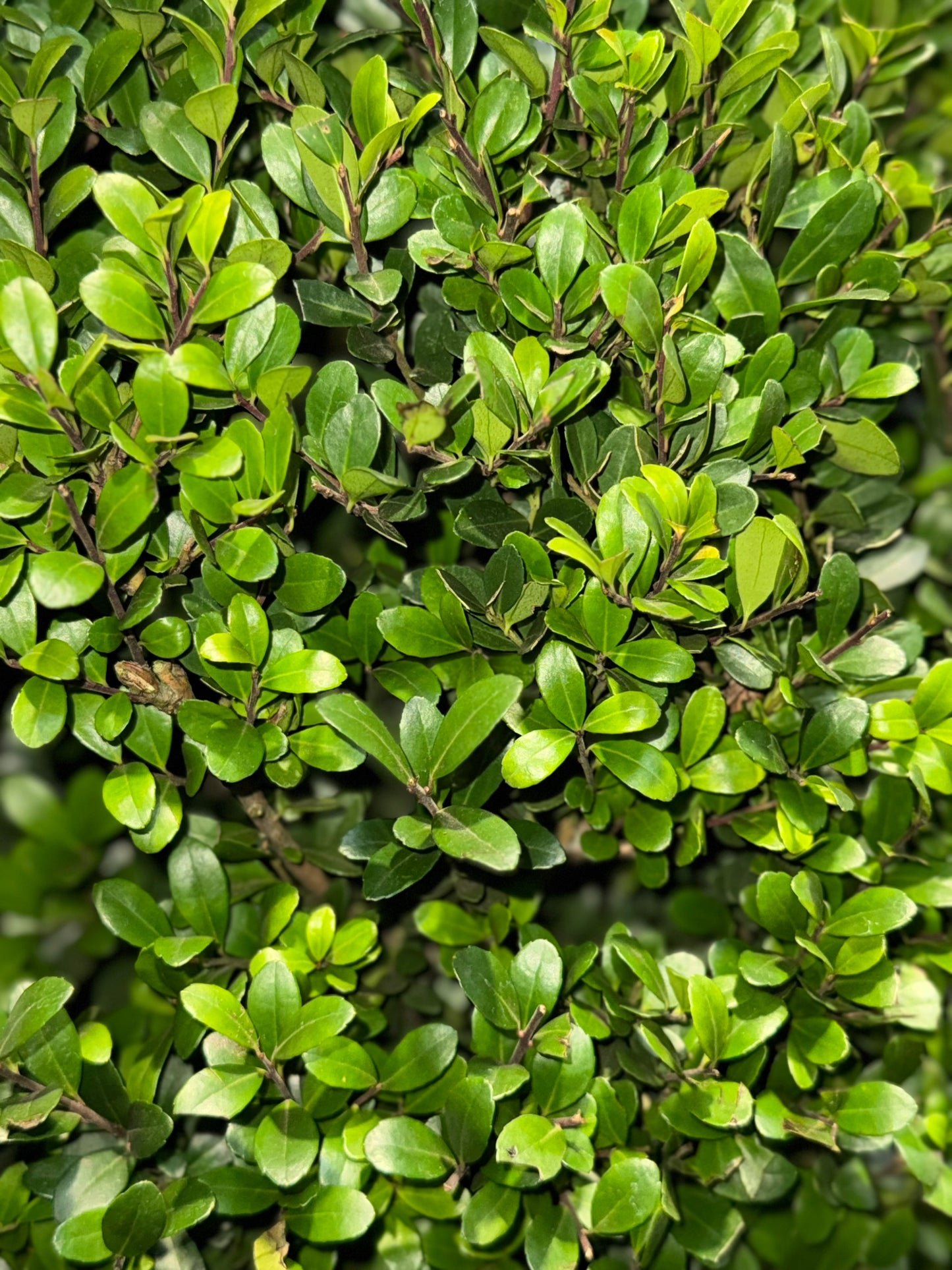 Ilex crenata 'Dark Green' - Japanse Hulst in kegelvorm