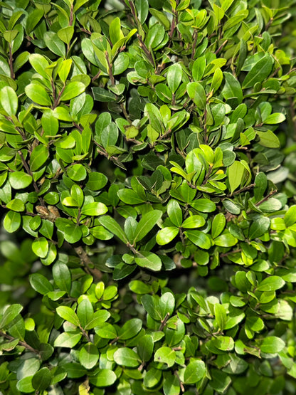 Ilex crenata 'Dark Green' - Japanse Hulst in kegelvorm