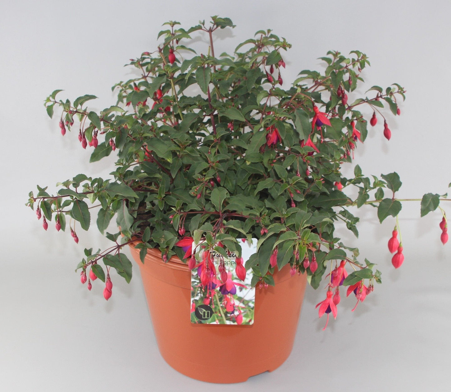 Fuchsia 'Mrs Popple' - Bellenplant