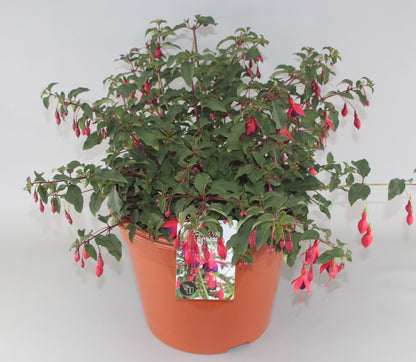 Fuchsia 'Mrs Popple' - Bellenplant