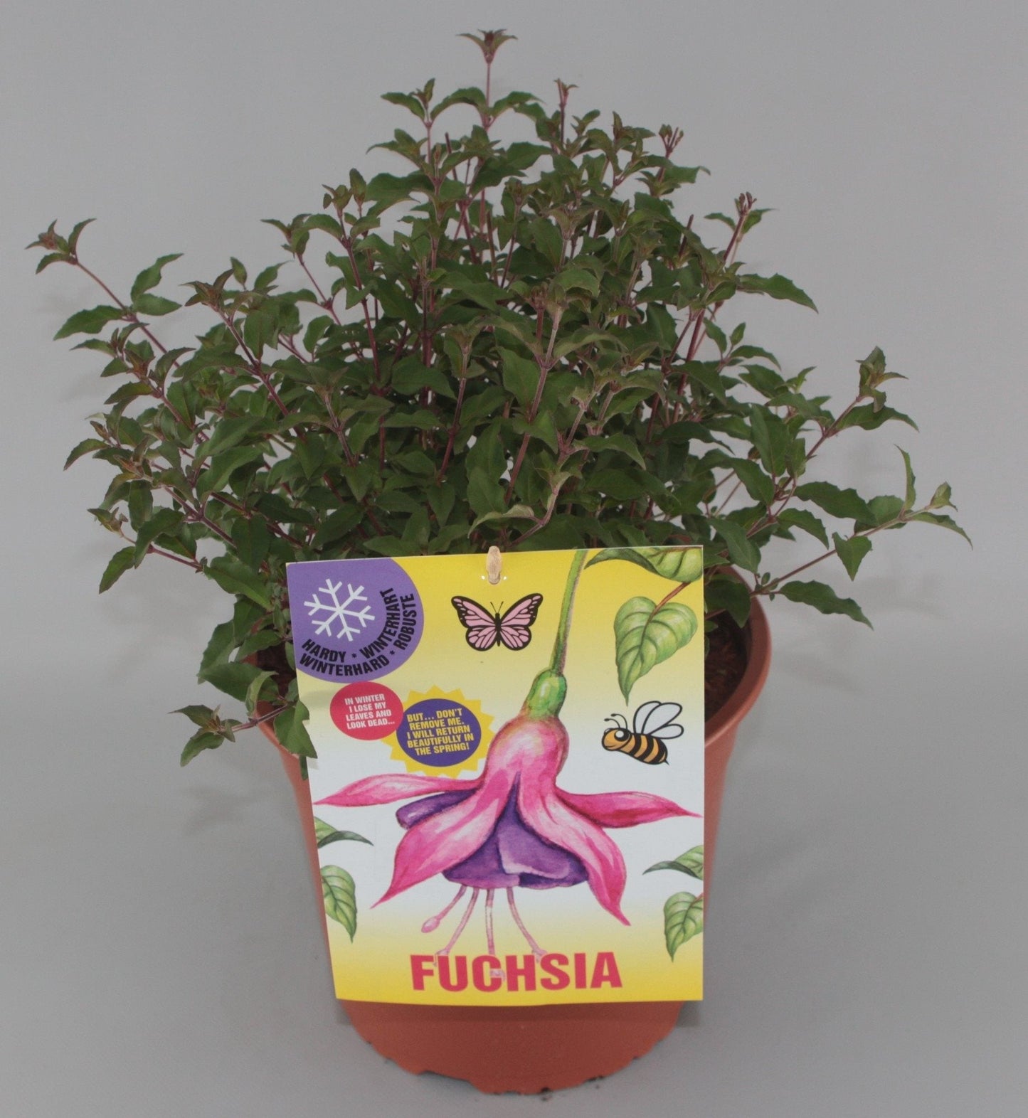 Fuchsia 'Riccartonii' - Bellenplant