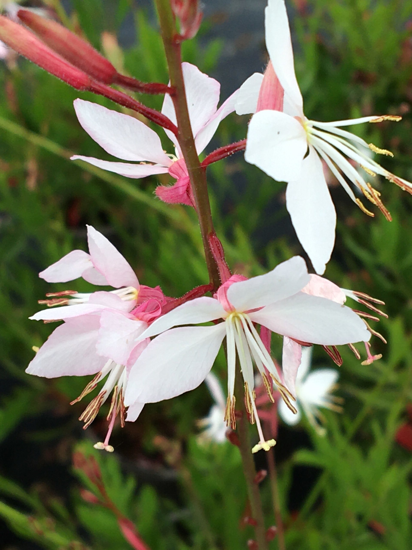 Gaura lindheimeri 'Whirling Butterflies' - Prachtkaars