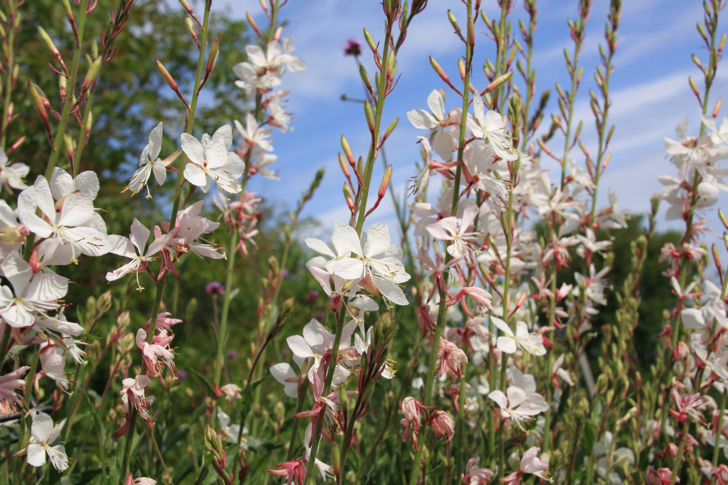 Gaura lindheimeri 'Whirling Butterflies' - Prachtkaars