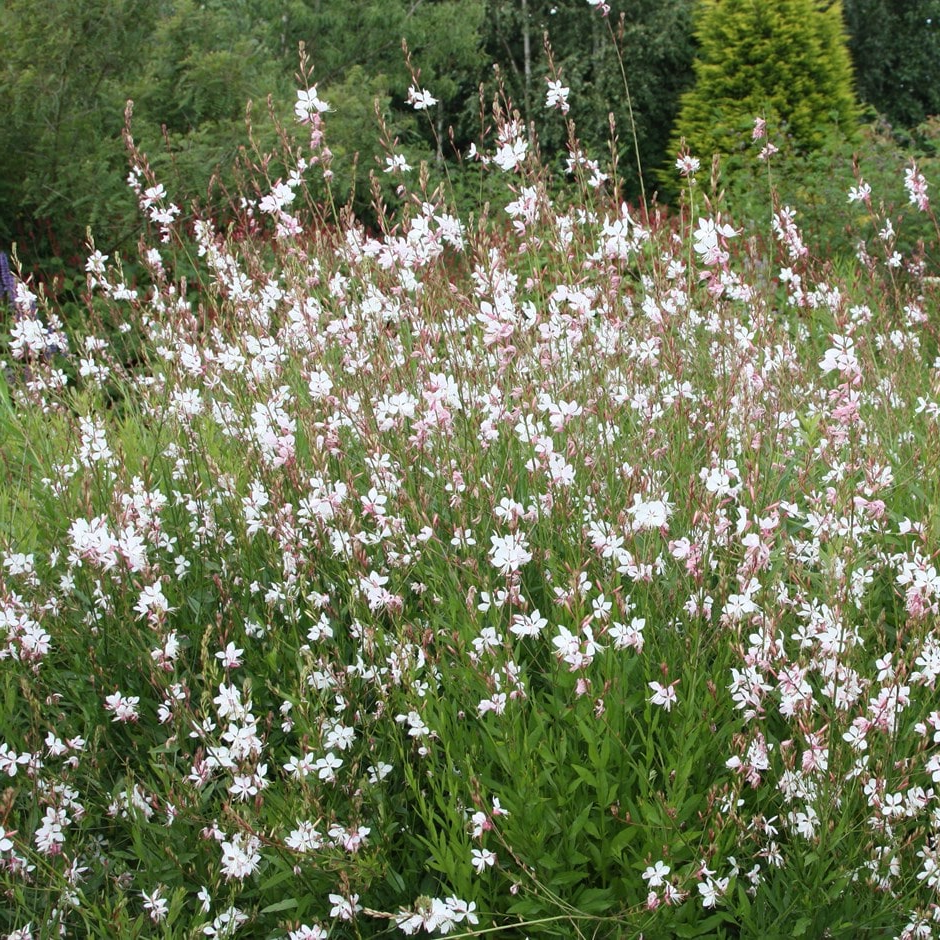 Gaura lindheimeri 'Whirling Butterflies' - Prachtkaars