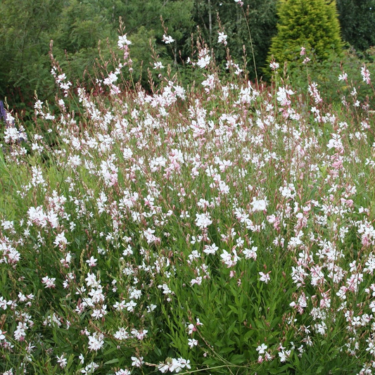 Een bloeiende Grote Oliebloem met witte en roze bloemen, groene bladeren en lange stengels, perfect voor tuinversiering en natuurlijke decoratie.