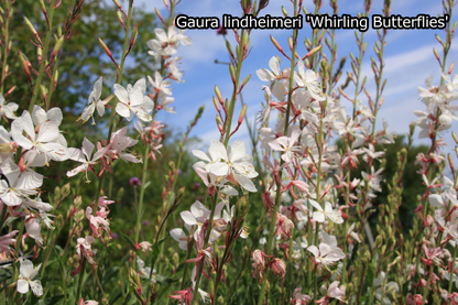 Borderpakket 'Pastel & Wit' - 5m² - 50 planten