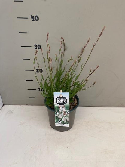 Gaura lindheimeri 'Whirling Butterflies' - Prachtkaars