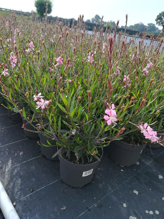 Een bloeiende Oosterse Oliebloem met zachte roze en witte bloemen, groene bladeren en donkerrode stengels, perfect voor tuinversiering en decoratieve planten in een natuurlijke tuinomgeving.
