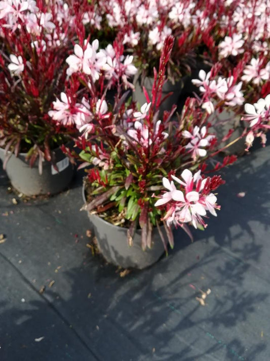 Gaura lindheimeri Siskiyou Pink - Prachtkaars