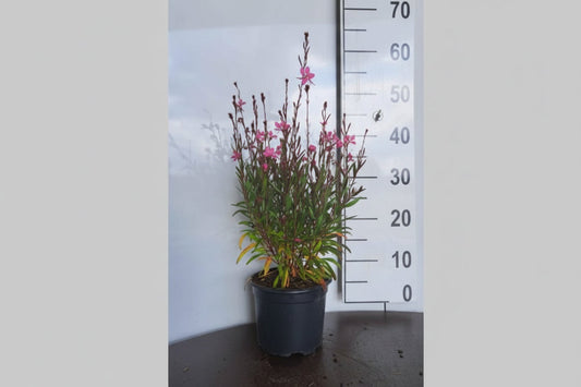 Bloeiende roze en witte bloemen met donkerrode stengels, geplaatst in een zonnige tuin. Perfect voor tuinversiering en decoratieve planten in de zomer.