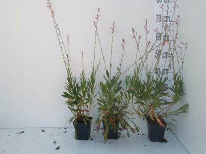 Gaura lindheimeri 'Whirling Butterflies' - Prachtkaars