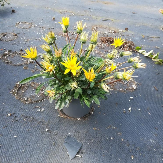 Gazania rigens - Middaggoud