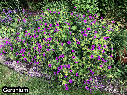 Borderpakket 'Onderhoudsarm-zonpakket' - 5m² - 50 planten