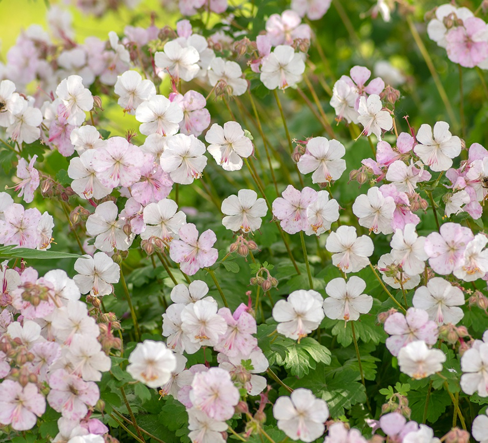 Geranium cantabrigiense 'Biokovo' - Witte Ooievaarsbek