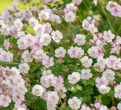 Geranium cantabrigiense 'Biokovo' - Witte Ooievaarsbek