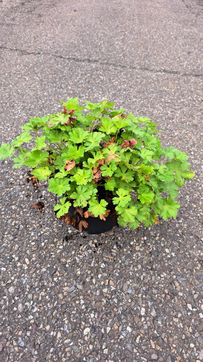 Geranium cantabrigiense 'Biokovo' - Witte Ooievaarsbek
