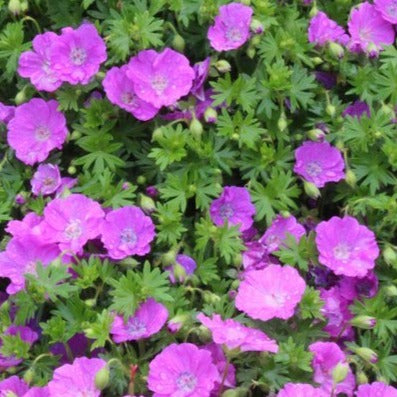 Geranium sang. 'Max Frei' - Ooievaarsbek
