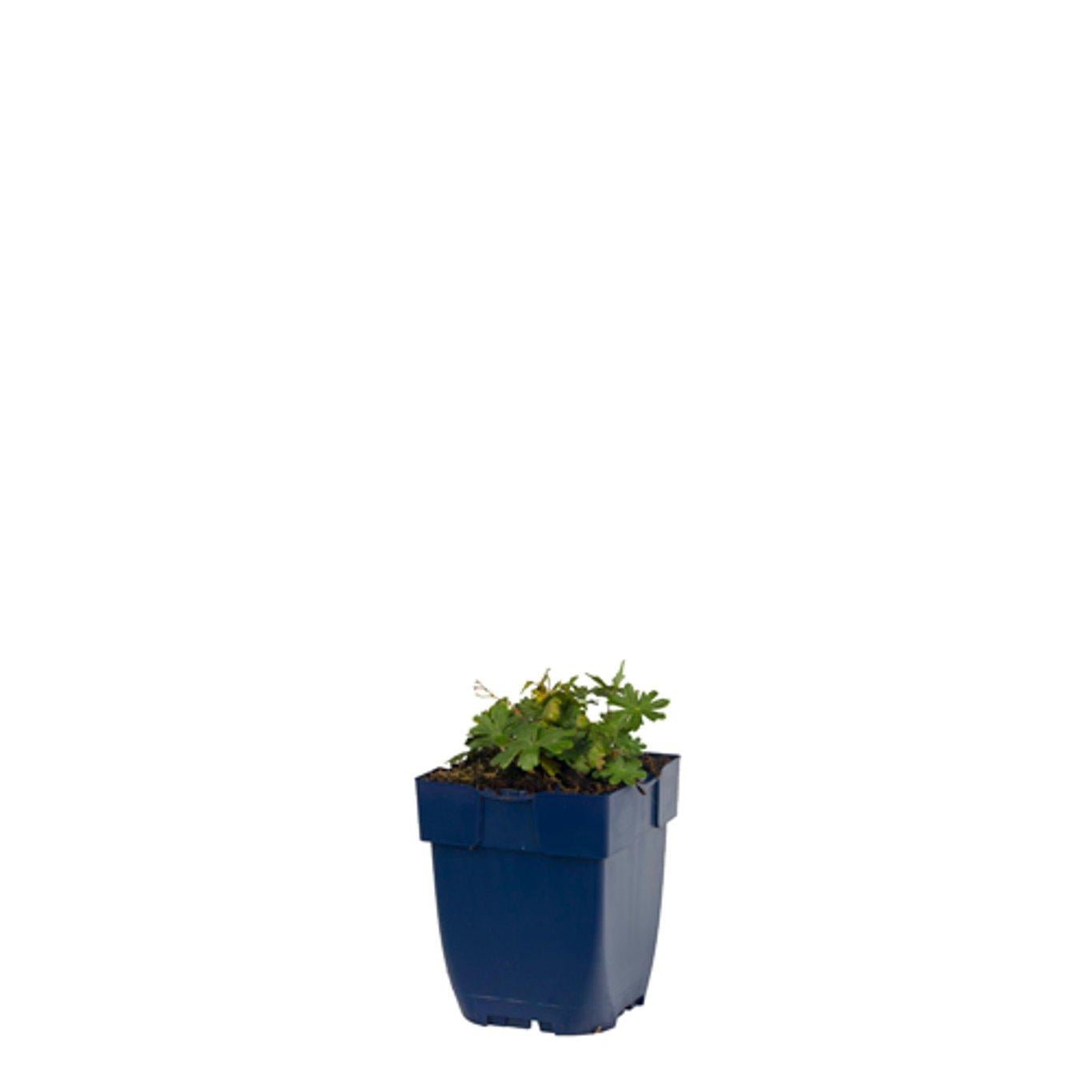 Geranium sang. 'Max Frei' - Ooievaarsbek