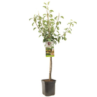 Pyrus comm. Gieser Wildeman - Stoofpeer laagstam