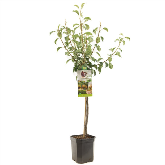 Pyrus comm. Gieser Wildeman - Stoofpeer laagstam