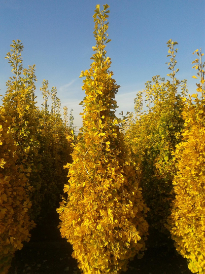 Ginkgo biloba 'Menhir' - Japanse Notenboom