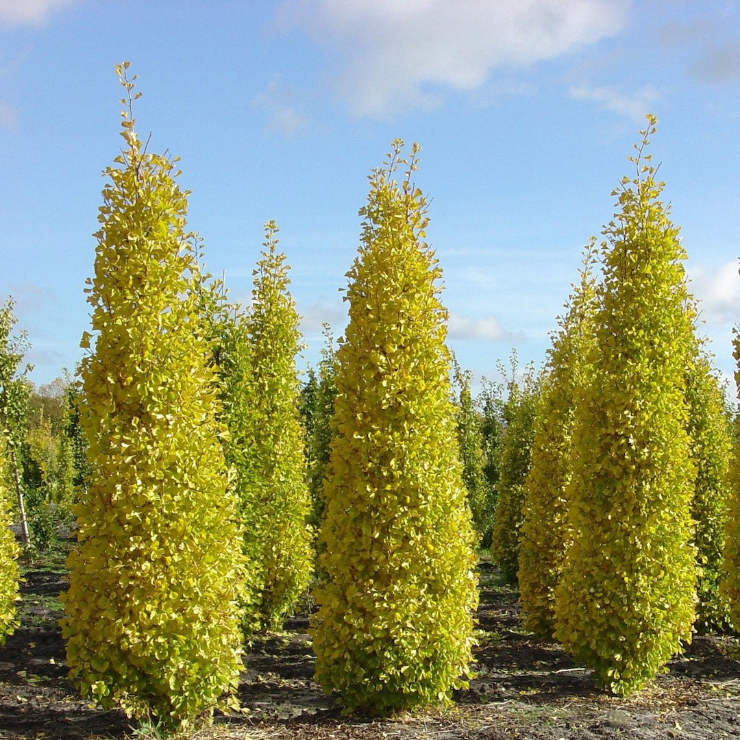 Ginkgo biloba 'Menhir' - Japanse Notenboom