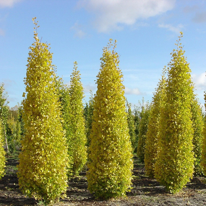 Ginkgo biloba 'Menhir' - Japanse Notenboom