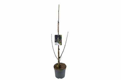 Ginkgo biloba 'Menhir' - Japanse Notenboom