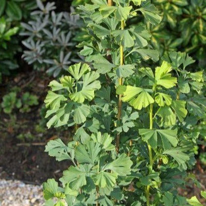 Ginkgo biloba 'Menhir' - Japanse Notenboom